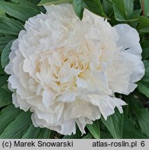 Paeonia lactiflora Florence Nicholls