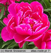 Paeonia lactiflora Fokker