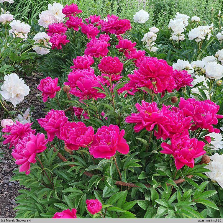 Paeonia lactiflora Fokker