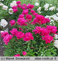 Paeonia lactiflora Fokker