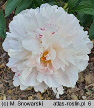 Paeonia lactiflora Gene Wild