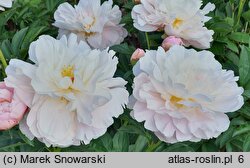 Paeonia lactiflora Gene Wild