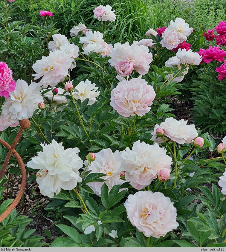 Paeonia lactiflora Gene Wild