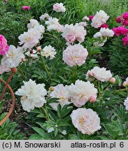 Paeonia lactiflora Gene Wild