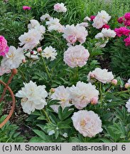 Paeonia lactiflora Gene Wild