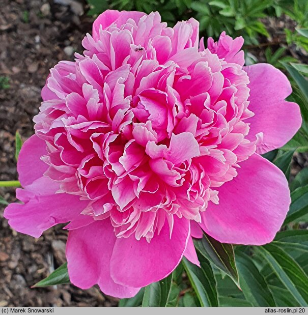 Paeonia lactiflora Général Bertrand