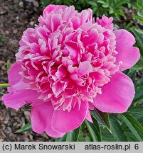 Paeonia lactiflora Général Bertrand