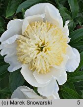 Paeonia lactiflora Gold Standard