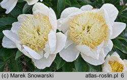 Paeonia lactiflora Gold Standard