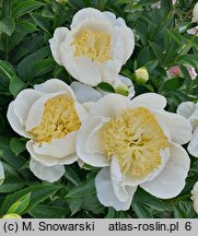 Paeonia lactiflora Gold Standard