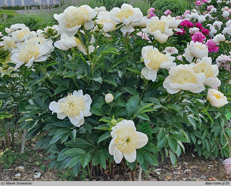 Paeonia lactiflora Gold Standard