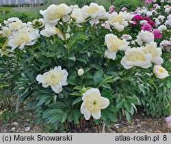 Paeonia lactiflora Gold Standard