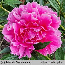 Paeonia lactiflora Good's Dream