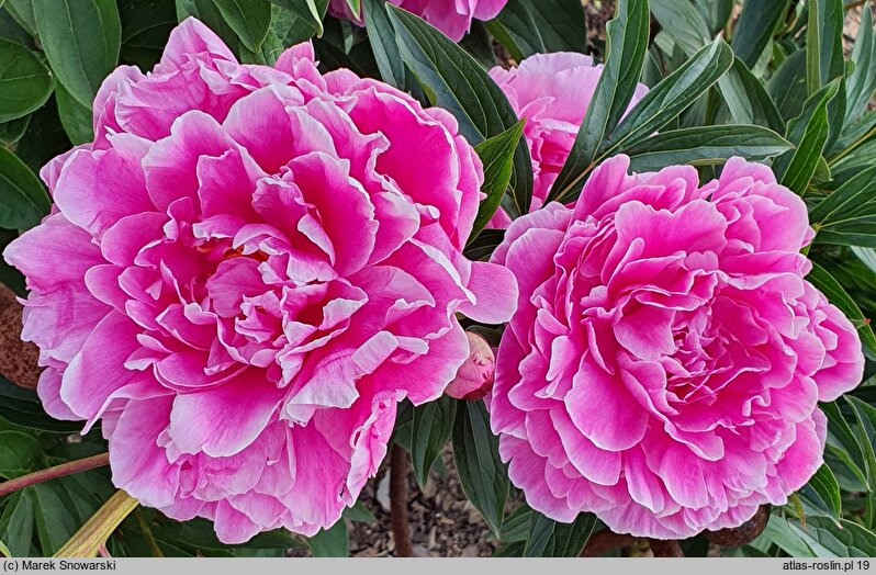 Paeonia lactiflora Good's Dream