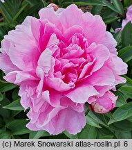 Paeonia lactiflora Guidon