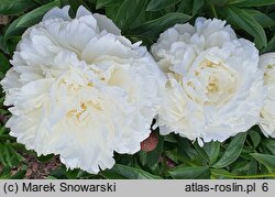 Paeonia lactiflora Henry Sass