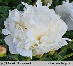 Paeonia lactiflora Henry Sass