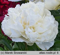 Paeonia lactiflora Henry Sass