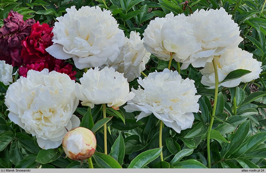 Paeonia lactiflora Henry Sass