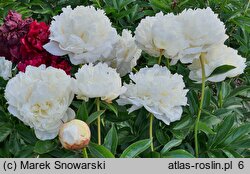 Paeonia lactiflora Henry Sass