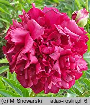 Paeonia lactiflora Highlight