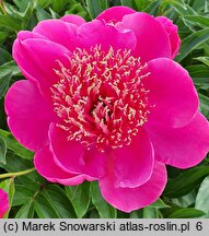 Paeonia lactiflora Hit Parade