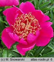 Paeonia lactiflora Hit Parade