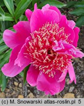 Paeonia lactiflora Hit Parade