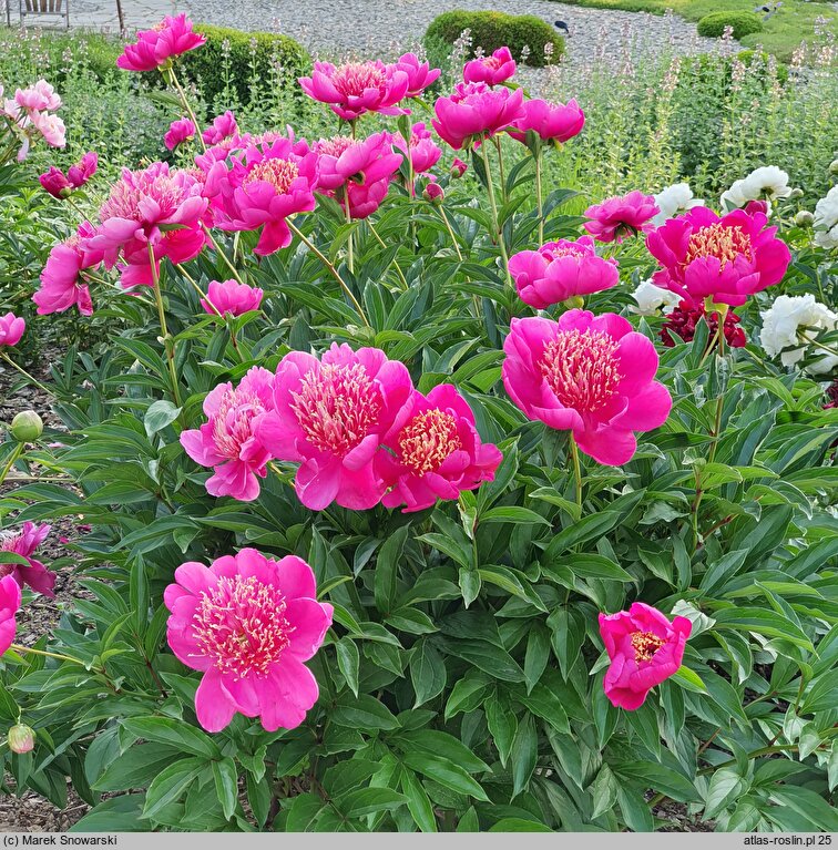 Paeonia lactiflora Hit Parade