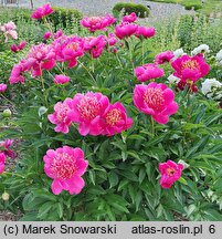 Paeonia lactiflora Hit Parade