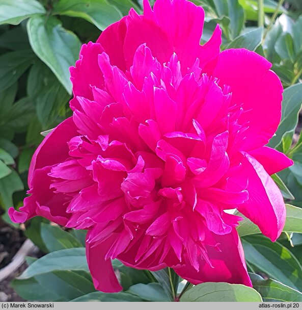 Paeonia lactiflora Inspecteur Lavergne