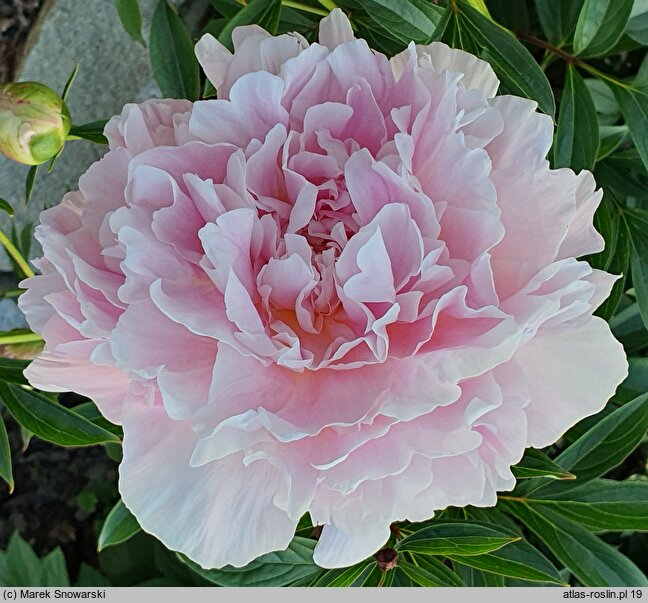 Paeonia lactiflora James Pillow