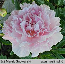 Paeonia lactiflora James Pillow