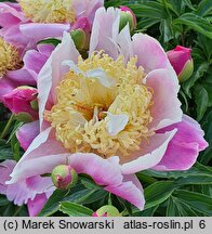 Paeonia lactiflora Kabata