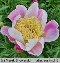 Paeonia lactiflora Kabata