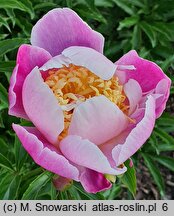 Paeonia lactiflora Kabata