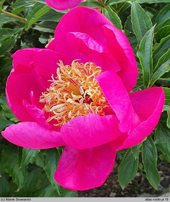 Paeonia lactiflora Kame-no-kegoromo