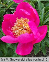 Paeonia lactiflora Kame-no-kegoromo