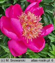 Paeonia lactiflora Kame-no-kegoromo