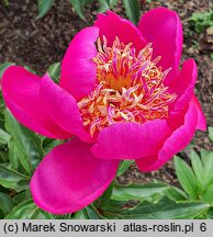 Paeonia lactiflora Kame-no-kegoromo