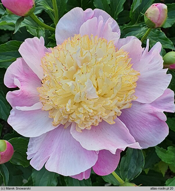 Paeonia lactiflora Kinsui