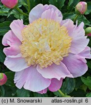 Paeonia lactiflora Kinsui