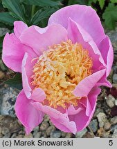 Paeonia lactiflora Kinsui