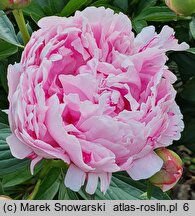 Paeonia lactiflora Koningin Wilhelmina