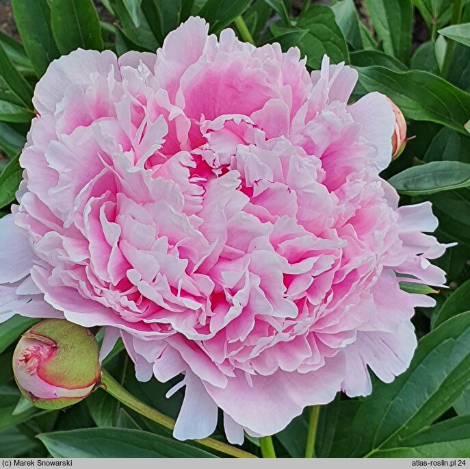 Paeonia lactiflora Koningin Wilhelmina