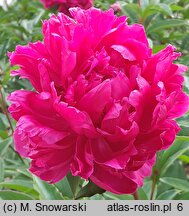 Paeonia lactiflora Krystyna