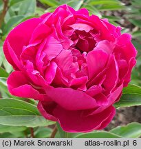 Paeonia lactiflora Krystyna