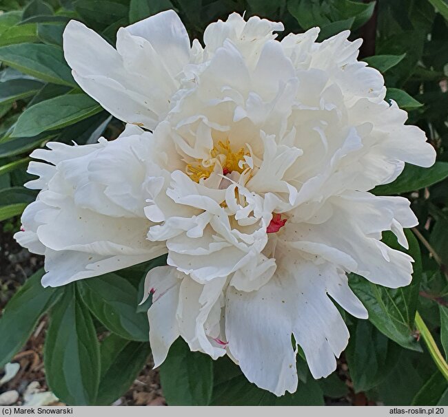 Paeonia lactiflora La Rosiere