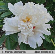 Paeonia lactiflora La Rosiere