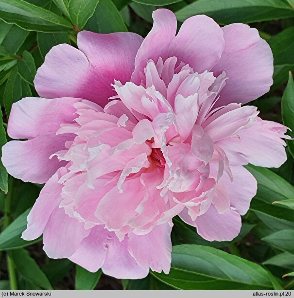 Paeonia lactiflora La Voluptueuse